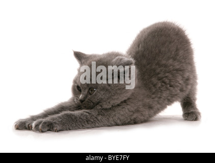 Britisch Kurzhaar blau Kätzchen Dehnung Portraitstudio Stockfoto