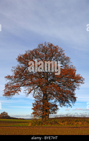 Großen Eiche (Quercus Robur) im Herbst, Othenstorf, Mecklenburg-Western Pomerania, Deutschland, Europa Stockfoto