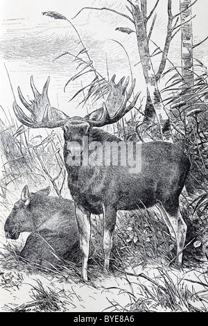 Elche oder Wapiti (Cervus Alces), historische Darstellung aus dem 19. Jahrhundert, Stahlstich, Brockhaus Konversationslexikon buchen Stockfoto