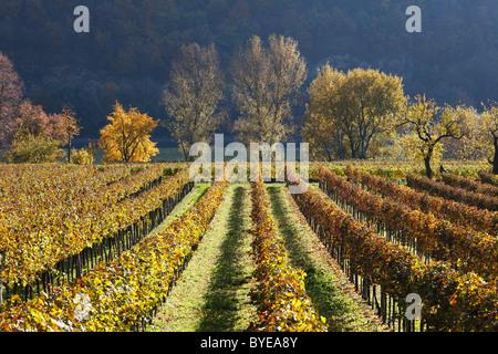 Weinberge und Bäume auf der Donau im Herbst, Woesendorf, Wachau Valley, Region Waldviertel, Niederösterreich, Österreich Stockfoto