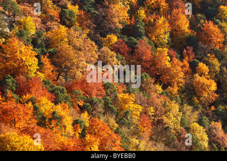 Autumnal Mischwald im Tal in der Nähe von Dürnstein, Wachau Valley, Region Waldviertel, Niederösterreich, Europa Stockfoto