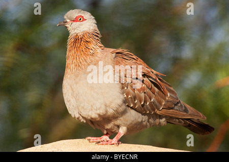 Gesprenkelte Taube (Columba Guinea) auf einem Felsen steht. Stockfoto