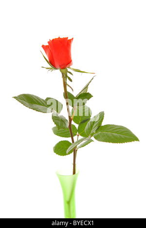 eine rote rose in der Vase isoliert auf weißem Hintergrund Stockfoto