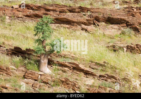 Moringa-Baumes (Moringa Ovalifolia). Im März während der Regenzeit mit grüner Vegetation. Kuiseb Canyon, Namib-Naukluft Park Stockfoto