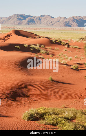 Grass-grown Sanddünen und vereinzelte Bergrücken am Rande der Namib-Wüste Stockfoto