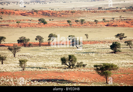 Grass-grown Sanddünen und Camelthorn Bäume am Rande der Namib-Wüste. Stockfoto