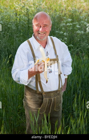 Älterer Mann tragen traditionelle bayerische Lederhosen, stehend in einem Maisfeld, hält eine Banane Stockfoto