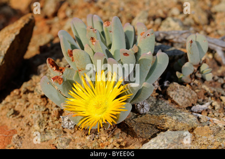 Cheiridopsis SP. wächst in ihrem Lebensraum, Richtersveld Transfrontier Park, Südafrika Stockfoto