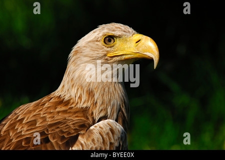 Seeadler, Seeadler (Haliaeetus Horste) Stockfoto