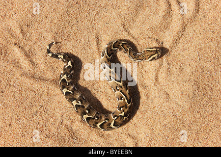 Blätterteig-Addierer (Bitis Arietans) auf Sand, von oben gesehen Stockfoto