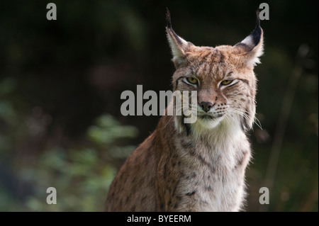 Eurasischer Luchs (Lynx Lynx), Weiblich, Porträt, Schweden, Europa Stockfoto