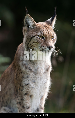 Eurasischer Luchs (Lynx Lynx), Weiblich, Porträt, Schweden, Europa Stockfoto