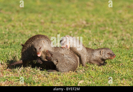 Zebramangusten (Mungos Mungo), Gruppe zu spielen. Harnas Wildlife Foundation, Namibia. Stockfoto