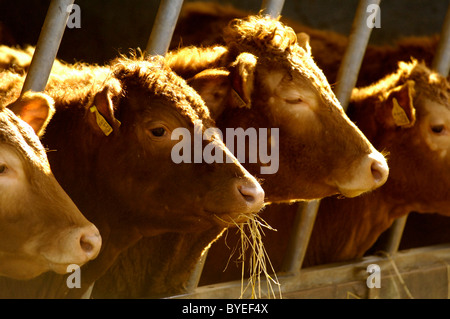 Bio Süd Devon Rinderfütterung in einer Scheune des Bauern im Norden devon Stockfoto