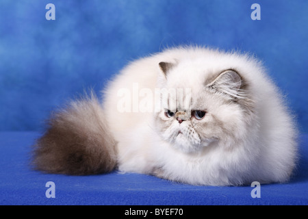 Perserkatze / Perserkatze Stockfoto