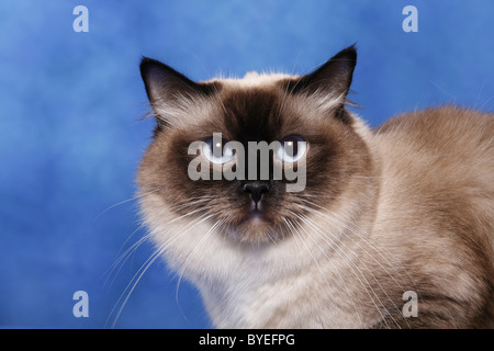 Ragdoll Stockfoto