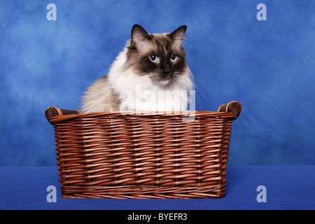 Ragdoll Stockfoto