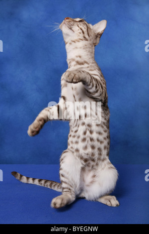 Ocicat Stockfoto