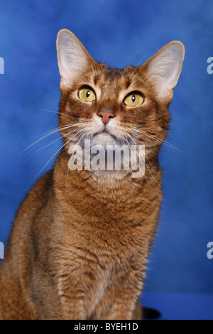 Wildfarbene Abessinier Stockfoto