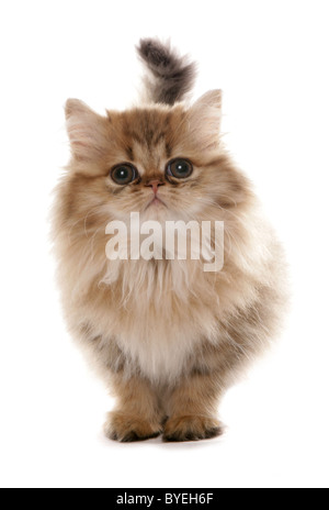 Persische goldene Kätzchen sitzen Studio Stockfoto