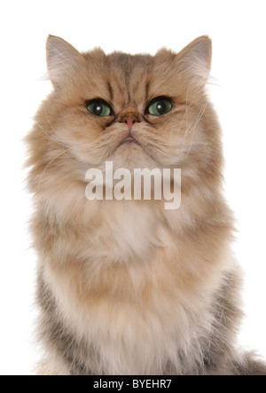 Persische goldene Katze Portraitstudio Stockfoto