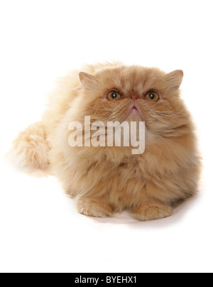 Persische goldene Katze Verlegung Studio Stockfoto
