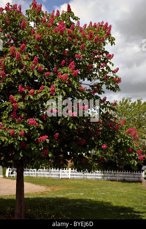 Rote Rosskastanie Baum Stockfoto