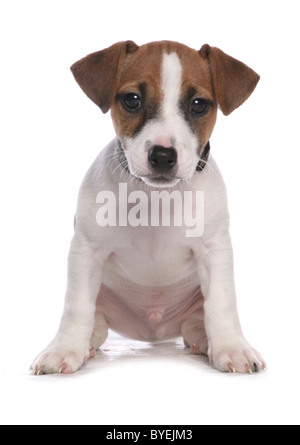 Jack Russell Terrier Welpen sitzen studio Stockfoto