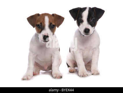 Jack Russell Welpen sitzen Studio Stockfoto