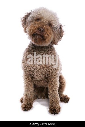 Lagotto Romagnolo sitzen studio Stockfoto