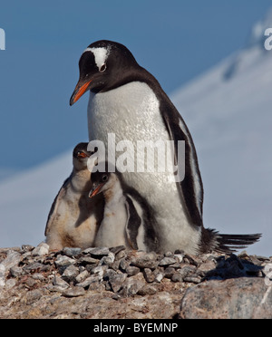 Gentoo Penguin (Pygoscelis Papua) und zwei Küken im Nest, González Videla chilenischen Base, antarktische Halbinsel Stockfoto