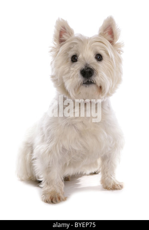 West Highland White Terrier sitzend studio Stockfoto