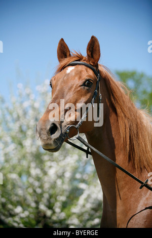 Pferd Im Portrait / Portrait Pferd Stockfoto