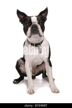 Boston Terrier sitzend studio Stockfoto
