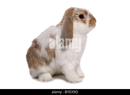 Französische lop eared rabbit Studio sitzen Stockfoto