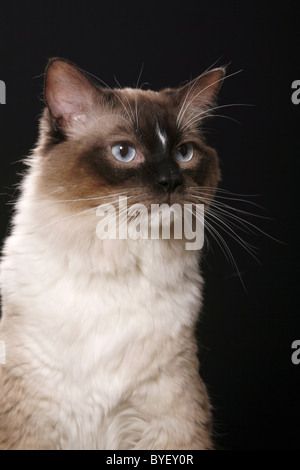 Ragdoll Stockfoto