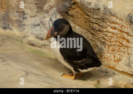 Nahaufnahme der ein Papageientaucher. Stockfoto