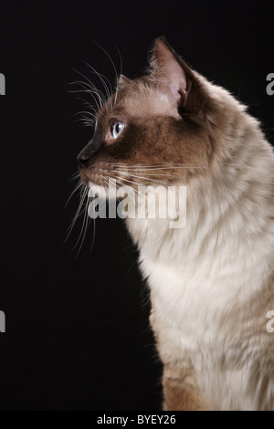 Ragdoll Stockfoto