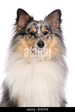 Shetland sheepdog portrait Studio Stockfoto