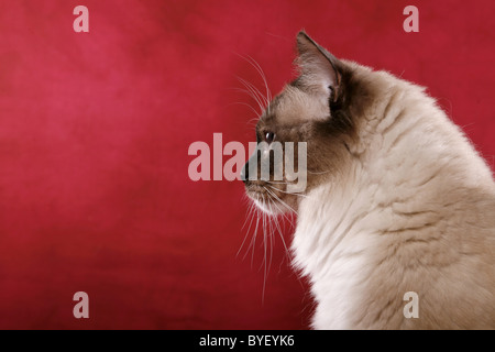 Ragdoll Kater / Ragdoll Kater Stockfoto