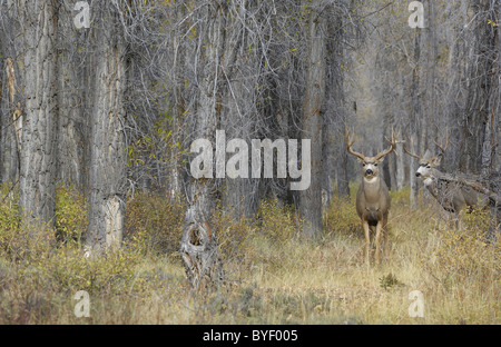 Majestätische Maultierhirsche Dollar im magischen Wald. Stockfoto