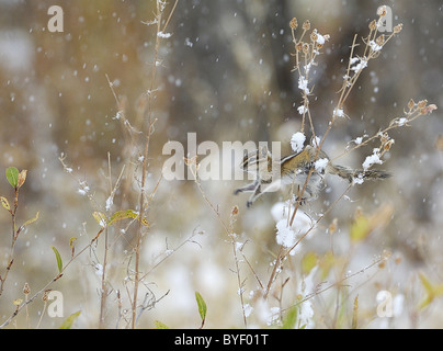 Wenigsten Chipmunk springen Stiele in niedrigen Büschen bei Schneesturm. Stockfoto