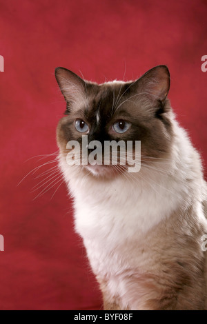 Ragdoll Kater / Ragdoll Kater Stockfoto