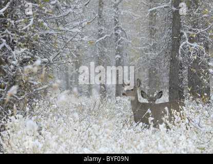 Mutter Hirsche und Baby im Winter magic Einstellung. Stockfoto