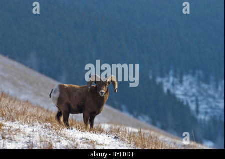 Ein Bighorn Schafe weiden am Fuße eines Hügels Stockfoto