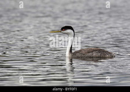 Western Grebe (Aechmophorus Occidentalis) schwimmen Stockfoto