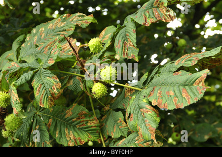 Rosskastanie Baum beschädigt durch Raupen der Nachtfalter Stockfoto