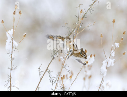 Wenigsten Chipmunk ernähren sich von Samen in niedrigen Büschen bei Schneesturm. Stockfoto