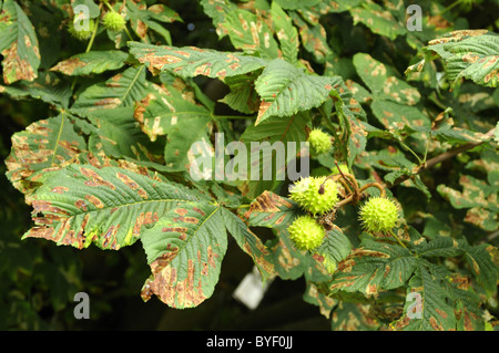 Rosskastanie Baum beschädigt durch Raupen der Nachtfalter Stockfoto