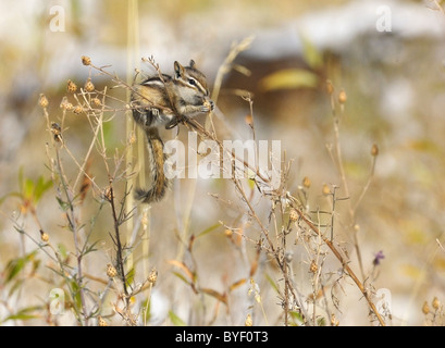 Wenigsten Chipmunk ernähren sich von Samen in niedrigen Büschen. Stockfoto